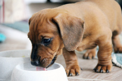 Puppy trinkt Ziegenmilch
