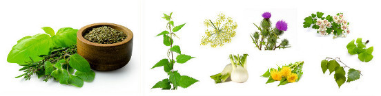 Kräuter: Brennnesselkraut, Löwenzahnkraut, Löwenzahnwurzel, Fenchelfrüchte, Mariendistelkraut, Birkenblatt, Weißdorn und Ginkgo biloba