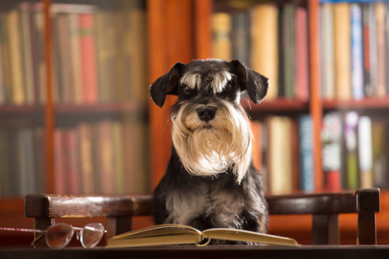 Photo: Schnauzer am Schreibtisch